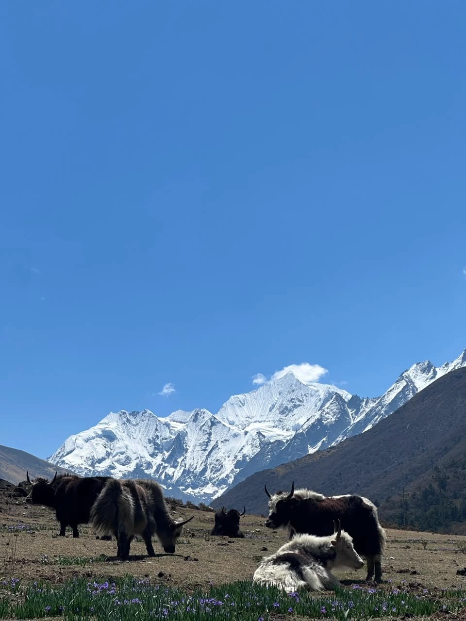 Langtang Valley Trek
