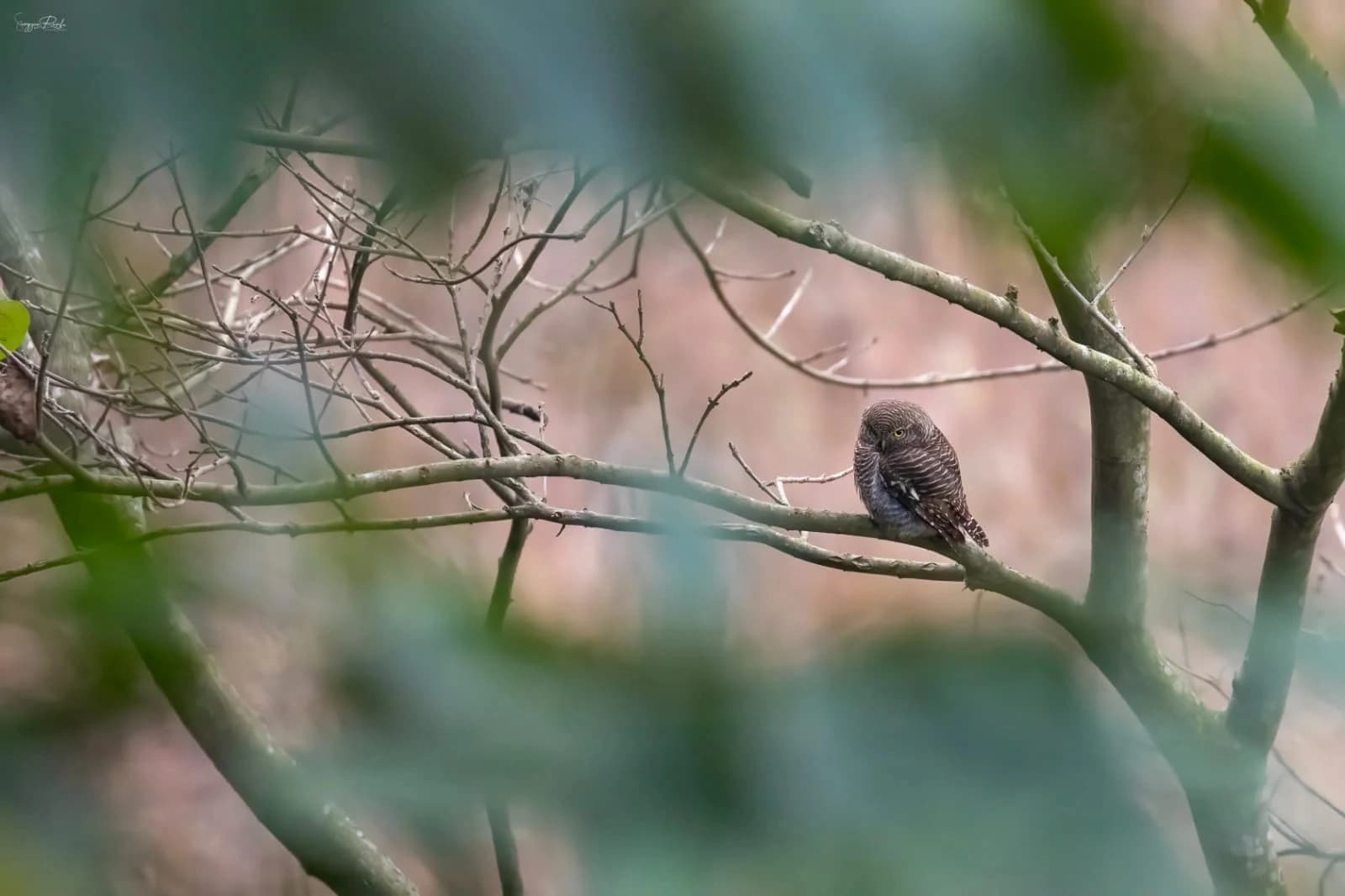 Birding Langtang Valley Trek & Chitwan Wildlife Tour