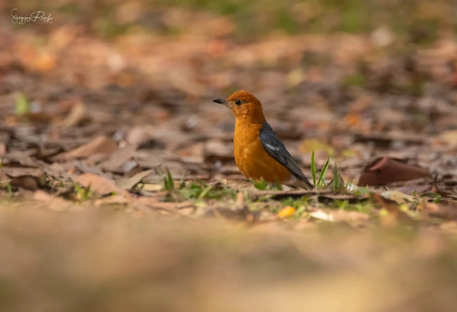 Birding Langtang Valley Trek & Chitwan Wildlife Tour