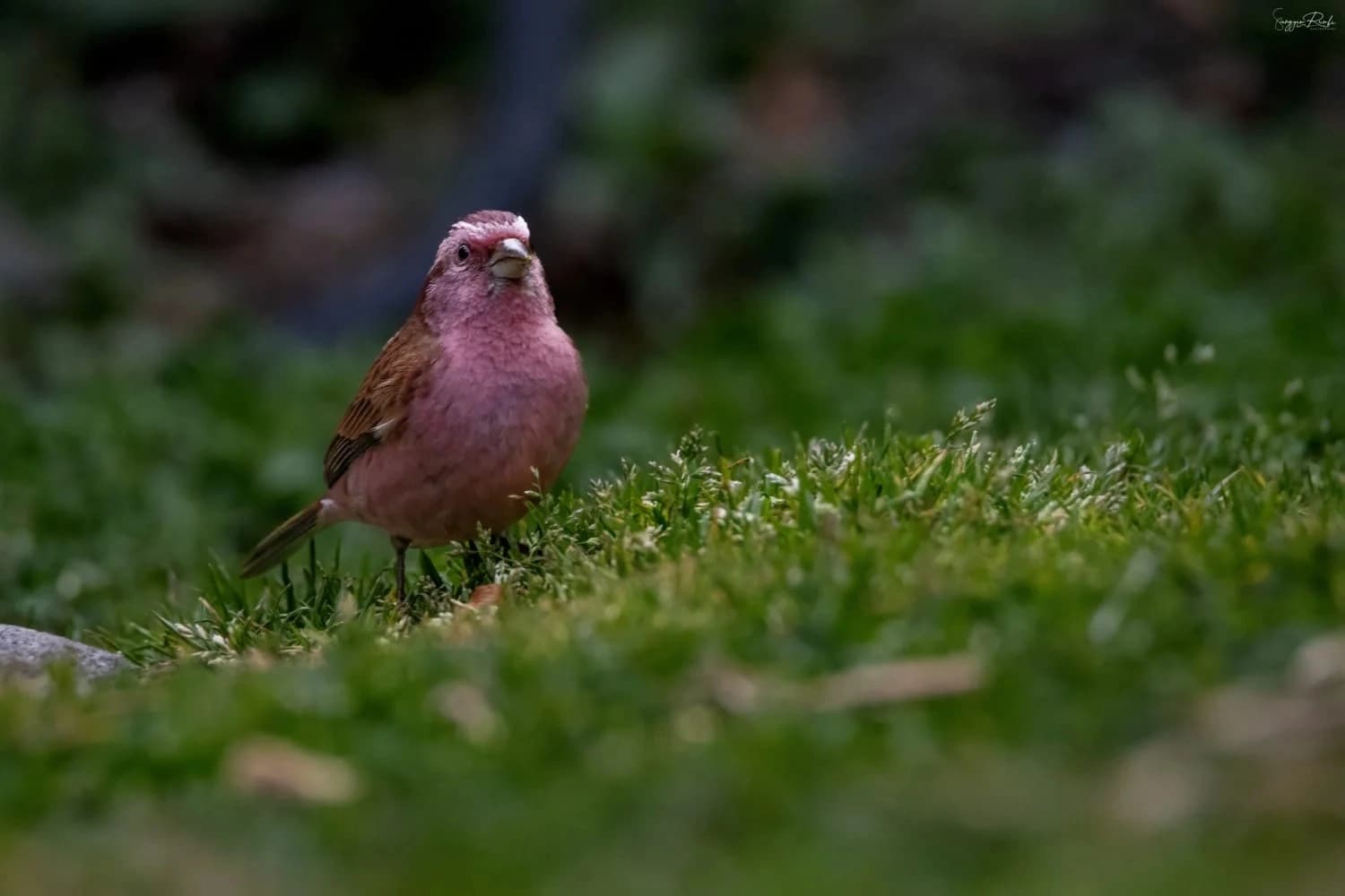 Birding Langtang Valley Trek & Chitwan Wildlife Tour