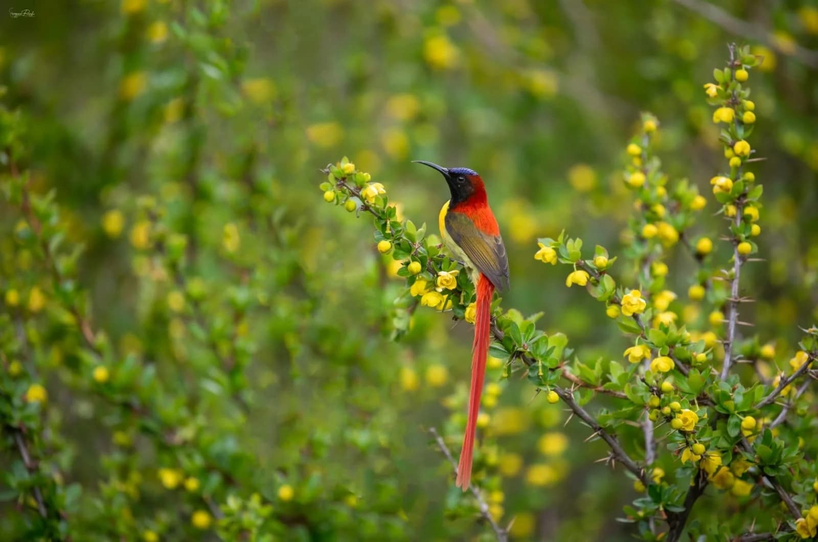 Birding Langtang Valley Trek & Chitwan Wildlife Tour
