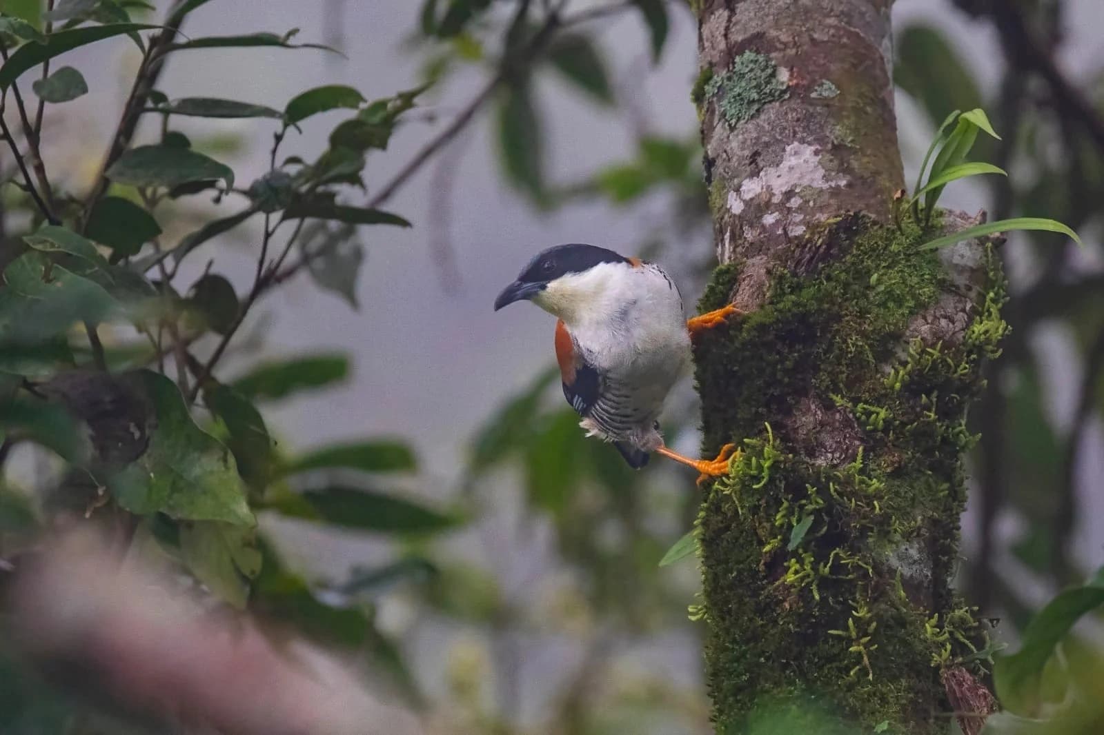Birding Langtang Valley Trek & Chitwan Wildlife Tour