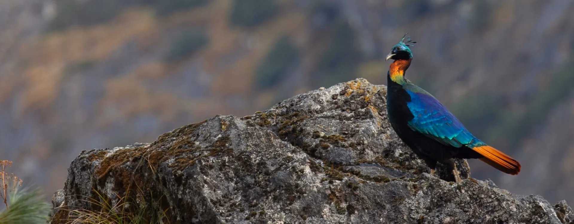 Birding Langtang Valley Trek & Chitwan Wildlife Tour