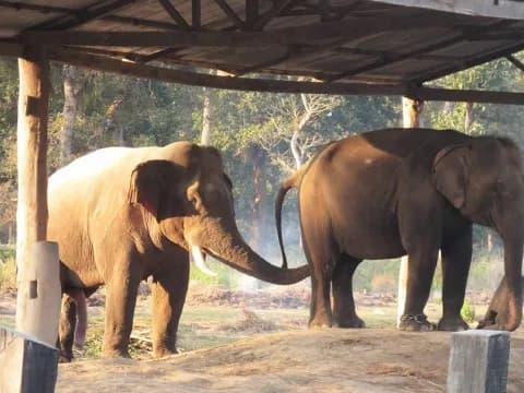 Trishuli River Rafting & Chitwan Jungle Safari