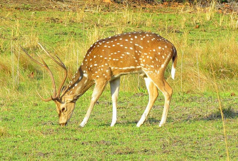Chitwan Wildlife Tour - 2 Nights 3 Days