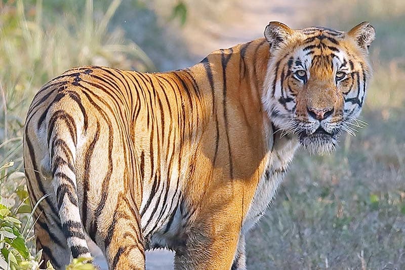 Chitwan Wildlife Tour - 2 Nights 3 Days