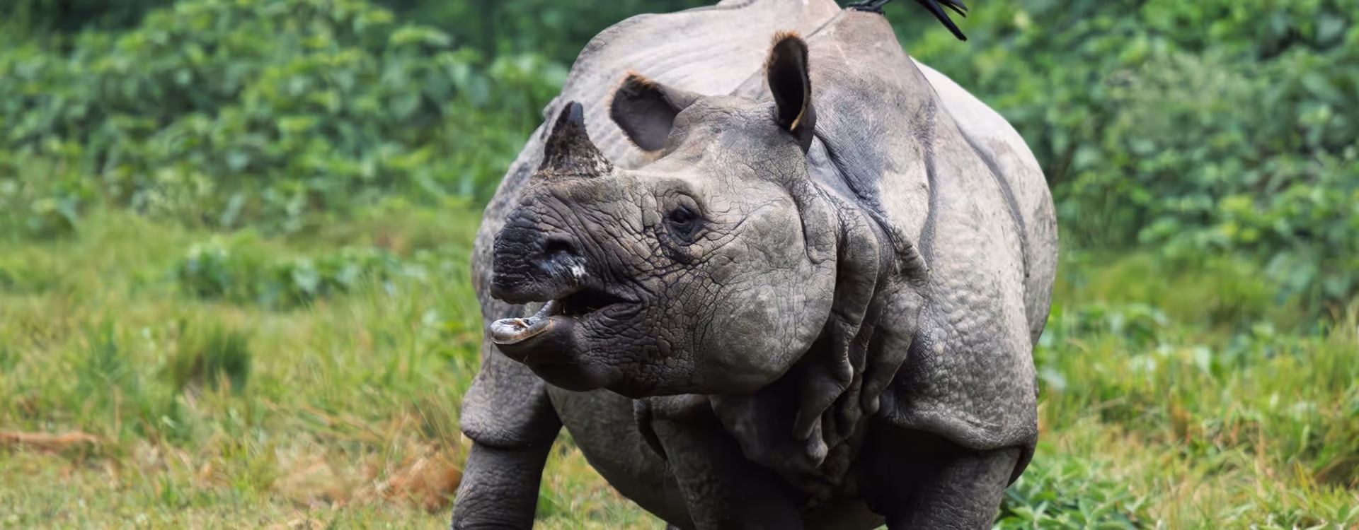 Chitwan Wildlife Tour - 2 Nights 3 Days